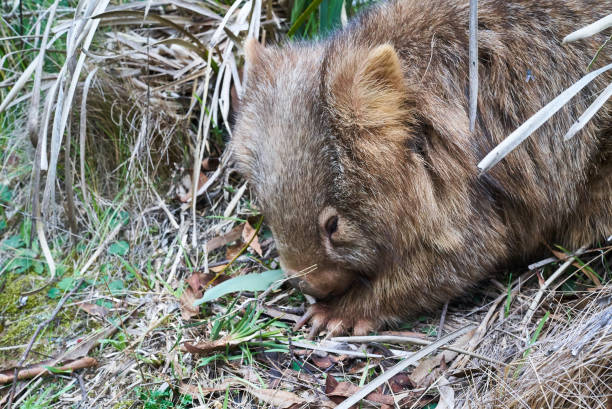 istock WOMBAT, BLUE MONTAIN NATIONAL PARK, AUSTRALIA. 842427518