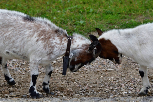 istock goats grazing the grass and fighting on the meadow 842427572