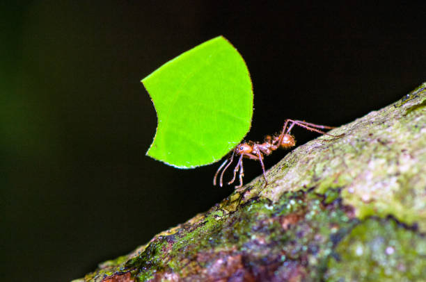 Leafcutter ant Leafcutter ant (Atta cephalotes) worker is carrying leaf segment. termite queen stock pictures, royalty-free photos & images