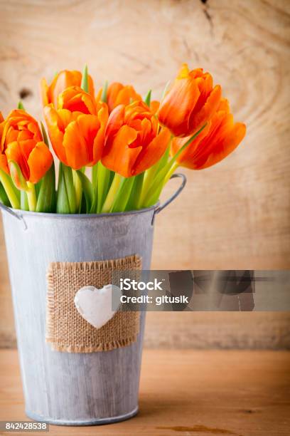 Tulip Stock Photo - Download Image Now - Backgrounds, Flower, Greeting