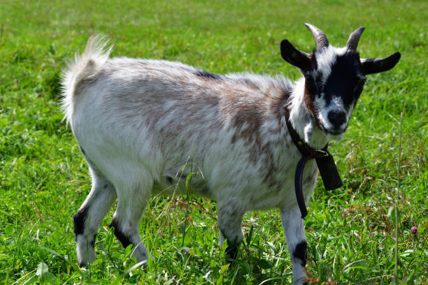 istock goats grazing the grass and fighting on the meadow 842428682