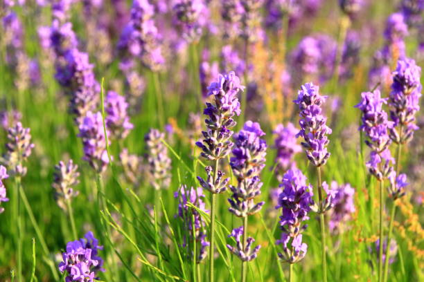 istock Lavender bloom by the roadside of Sapporo 842429916
