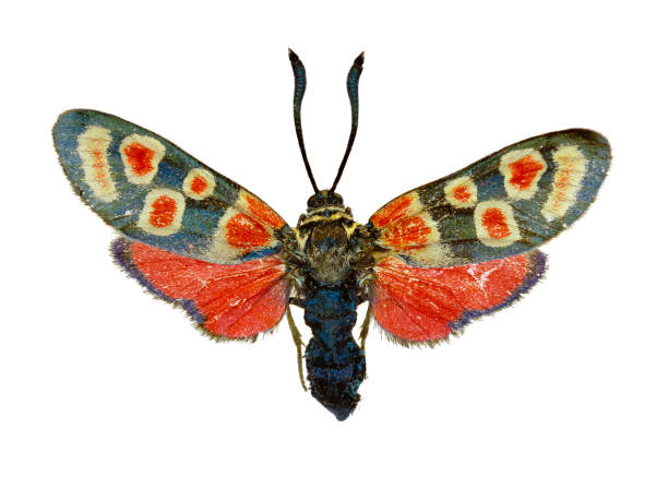 istock Crepuscular Burnet on white Background  -  Zygaena carniolica (Scopoli, 1763) 842430272