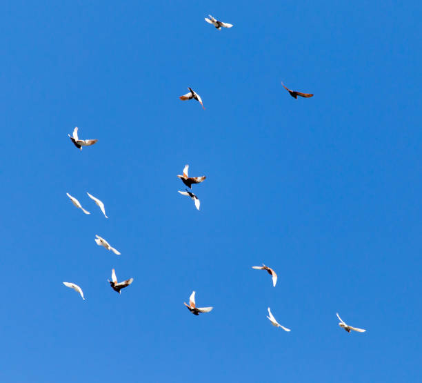 istock A flock of pigeons on a blue sky 842431020