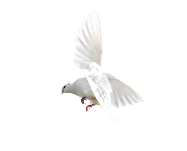 istock White dove in flight isolated on white background 842432200