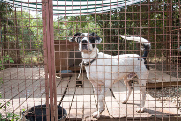 istock Dog's life in the cage 842432446