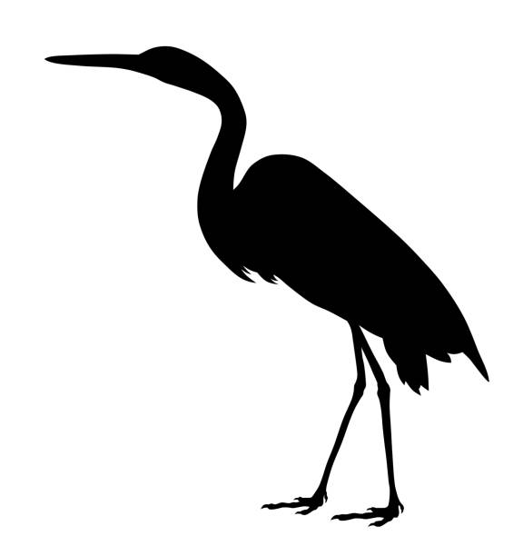 wielki egret - egret stock illustrations