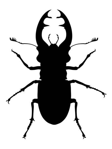 ilustraciones, imágenes clip art, dibujos animados e iconos de stock de escarabajo ciervo volante - silhouette stag beetle beetle insect