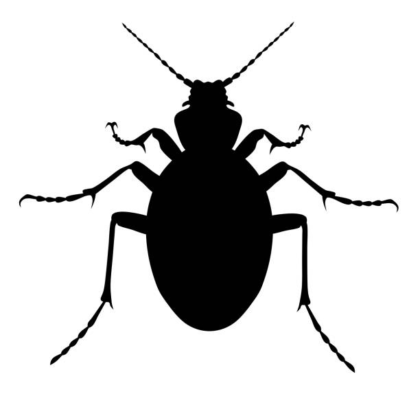 Carabus Coriaceus Beetle Vector illustration of carabus coriaceus beetle silhouette carabus coriaceus stock illustrations