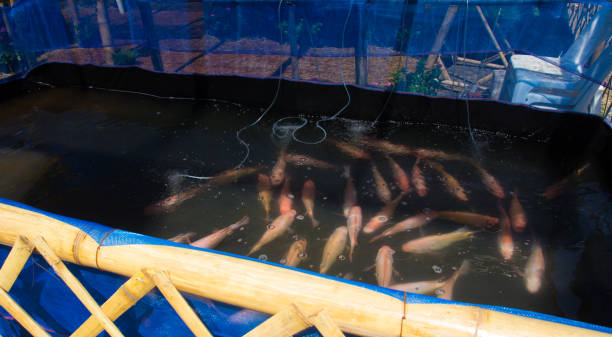 Ruby Wa Fish 580+ Ruby Fish Stock Photos, Pictures & Royalty-Free Images - iStock