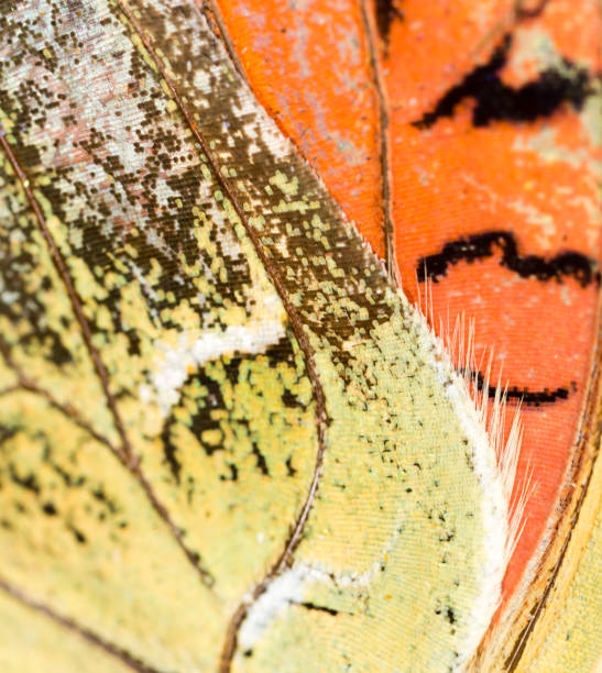 istock Drawings on the wing of a butterfly as a background 842436436