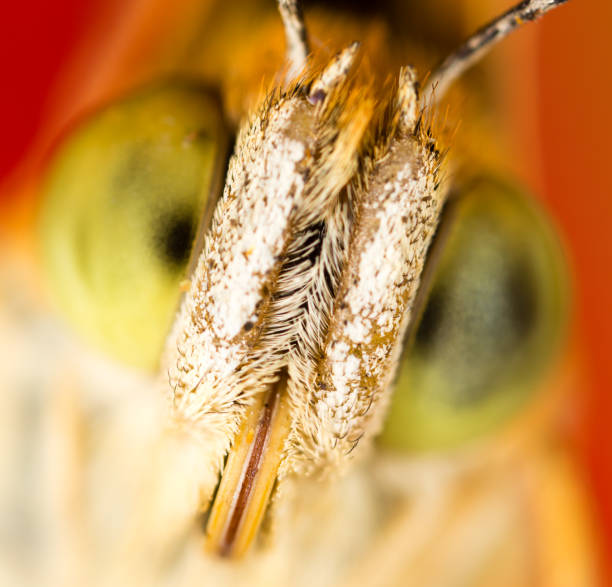 istock portrait of a butterfly in nature 842436476