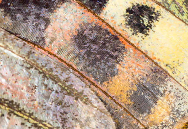 istock Drawings on the wing of a butterfly as a background 842436822