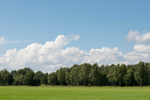 Cielos nubosos por encima de jardines extensa con un bosque photo