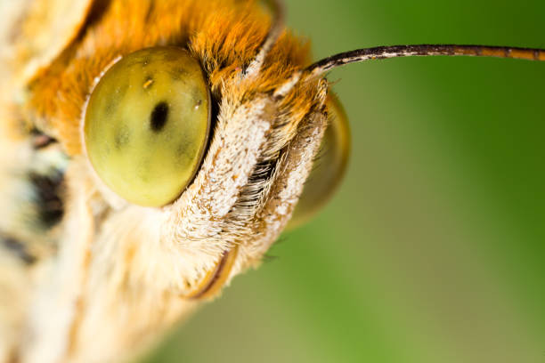 istock portrait of a butterfly in nature 842437162