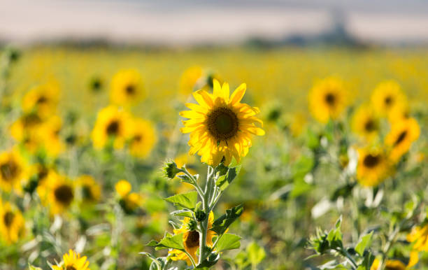 istock Sunflower flowers grow on nature 842437992