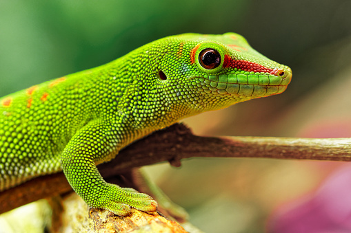 Madagascar day gecko (Phelsuma madagascariensis madagascariensis) is a diurnal subspecies of geckos. It lives on the eastern coast of Madagascar and typically inhabits rainforests and dwells on trees. The Madagascar day gecko feeds on insects, fruit and nectar.