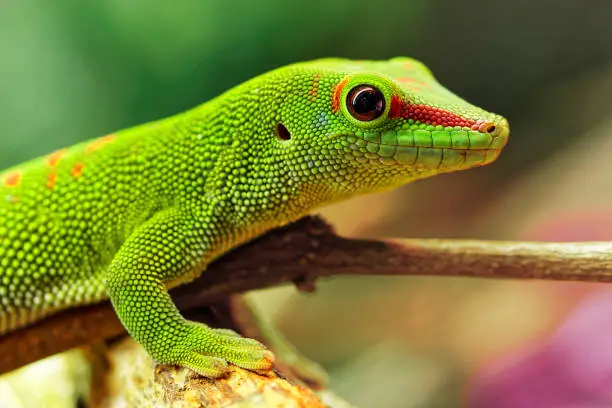 Photo of Madagascar day gecko (Phelsuma madagascariensis madagascariensis)