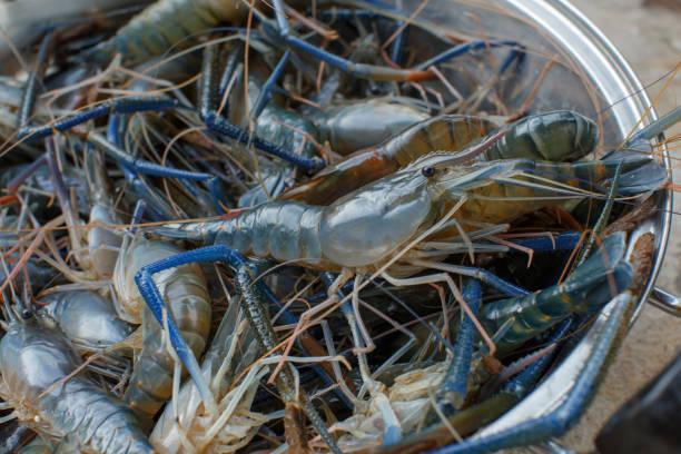istock Waiting to cook shrimp 842438728