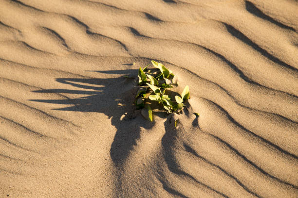 istock A plant on the sand in the desert 842440514