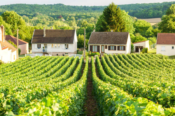 row vine green grape in champagne vineyards at montagne de reims on countryside village background, france - montagne sol imagens e fotografias de stock