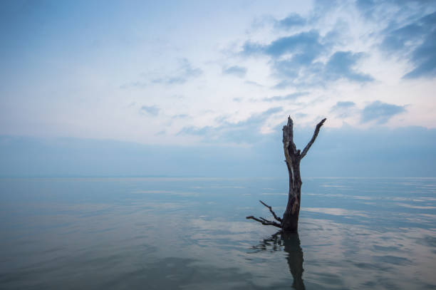Dead tree on the beach on Koh Chang island