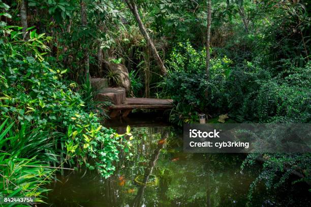 Green Garden With Fish Stock Photo - Download Image Now - Animal, Beauty, Day