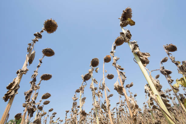istock Dry, ripe sunflower plants on agriculture field. Low angle view. 842443774