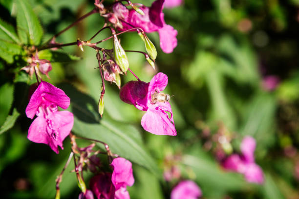 A bee at Impatiens glandulifera on river Zschopau (Saxony, Germany), an invasive species originally from India.