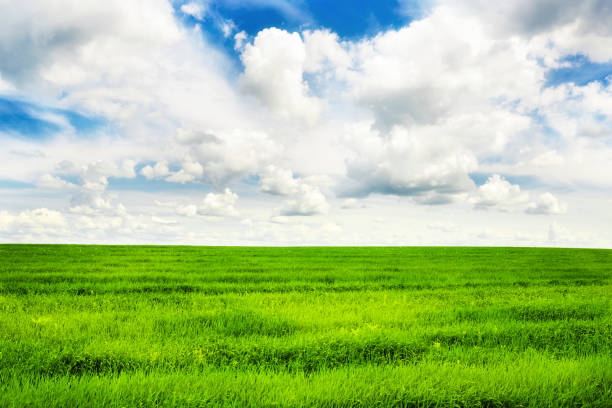 zielone pole trawiaste i jasne błękitne niebo - rzeka lea zdjęcia i obrazy z banku zdjęć
