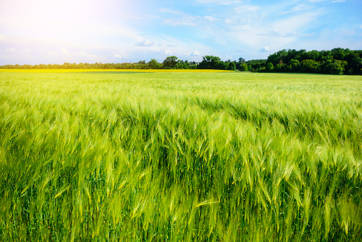 landscape of barley field in early summer,a wonderful summer day