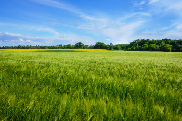 초여름에 보 리 밭의 풍경 - malt sky grass field 뉴스 사진 이미지