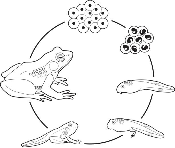 stockillustraties, clipart, cartoons en iconen met levenscyclus van een kikker - kikkervisje