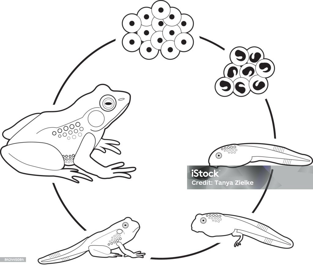 Life Cycle of a Frog From eggs to frog Frog stock vector