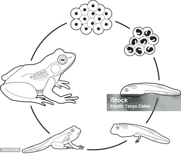 Life Cycle Of A Frog Stock Illustration - Download Image Now - Frog, Life Cycle, Change