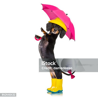 10,453 Funny Umbrella Stock Photos, Pictures & Royalty-Free Images - iStock | Rain, Fun umbrella, Super hero 10,453 Funny Umbrella Stock Photos, Pictures & Royalty-Free Images - iStock | Rain, Fun umbrella, Super hero