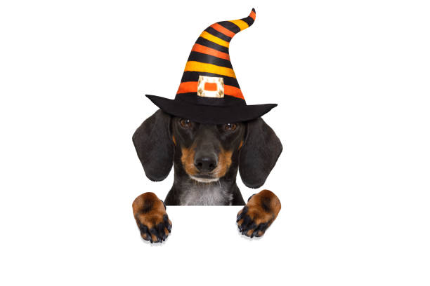 istock halloween  ghost  dog trick or treat 842445476