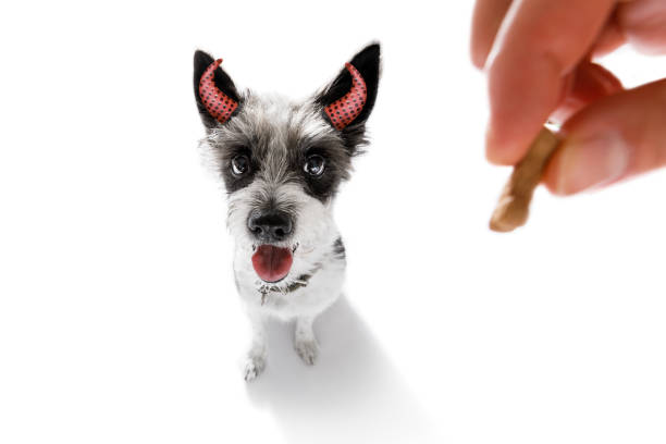 istock halloween  ghost  dog trick or treat 842445500