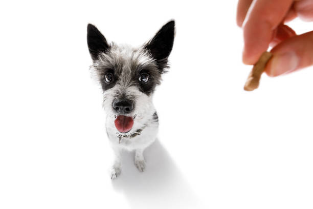 istock dog  treat with owner 842445510