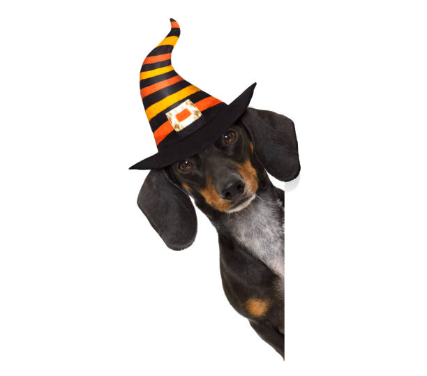 halloween  ghost  dog trick or treat - devil dogs imagens e fotografias de stock