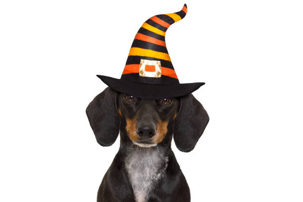 istock halloween  ghost  dog trick or treat 842445602