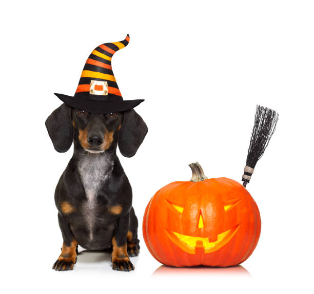 istock halloween  ghost  dog trick or treat 842445626