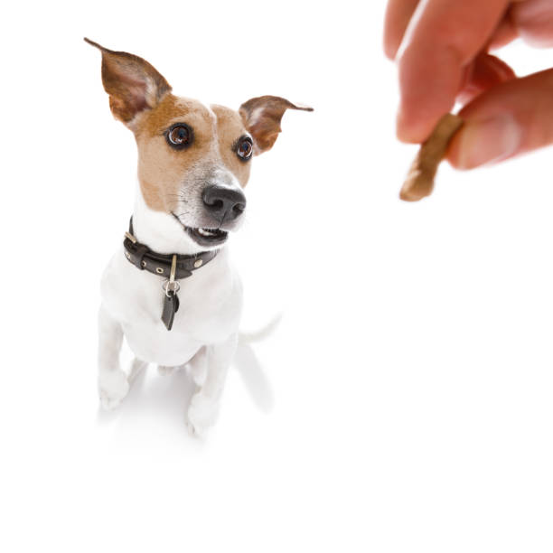 istock dog  treat with owner 842445666