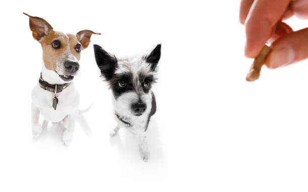 istock dogs  treat with owner 842445758