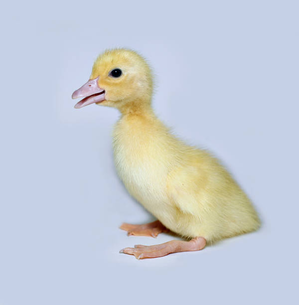 istock Little cute yellow fluffy duckling 842446096