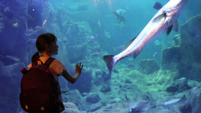 Cute little girl looking at the fish in a big aquarium