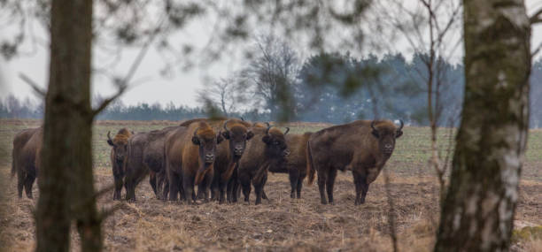 istock European Bison herd in snowless winter 842447798