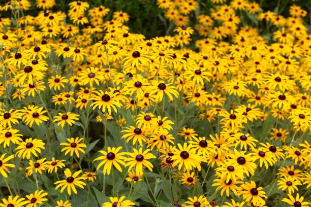 istock Field of Yellow Flowers 842449576