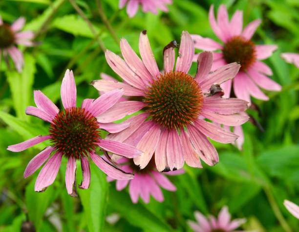istock Pink Flowers of Garden 842449588
