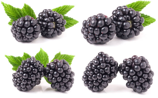 istock blackberry with leaves isolated on white background. Set or collection 842451032